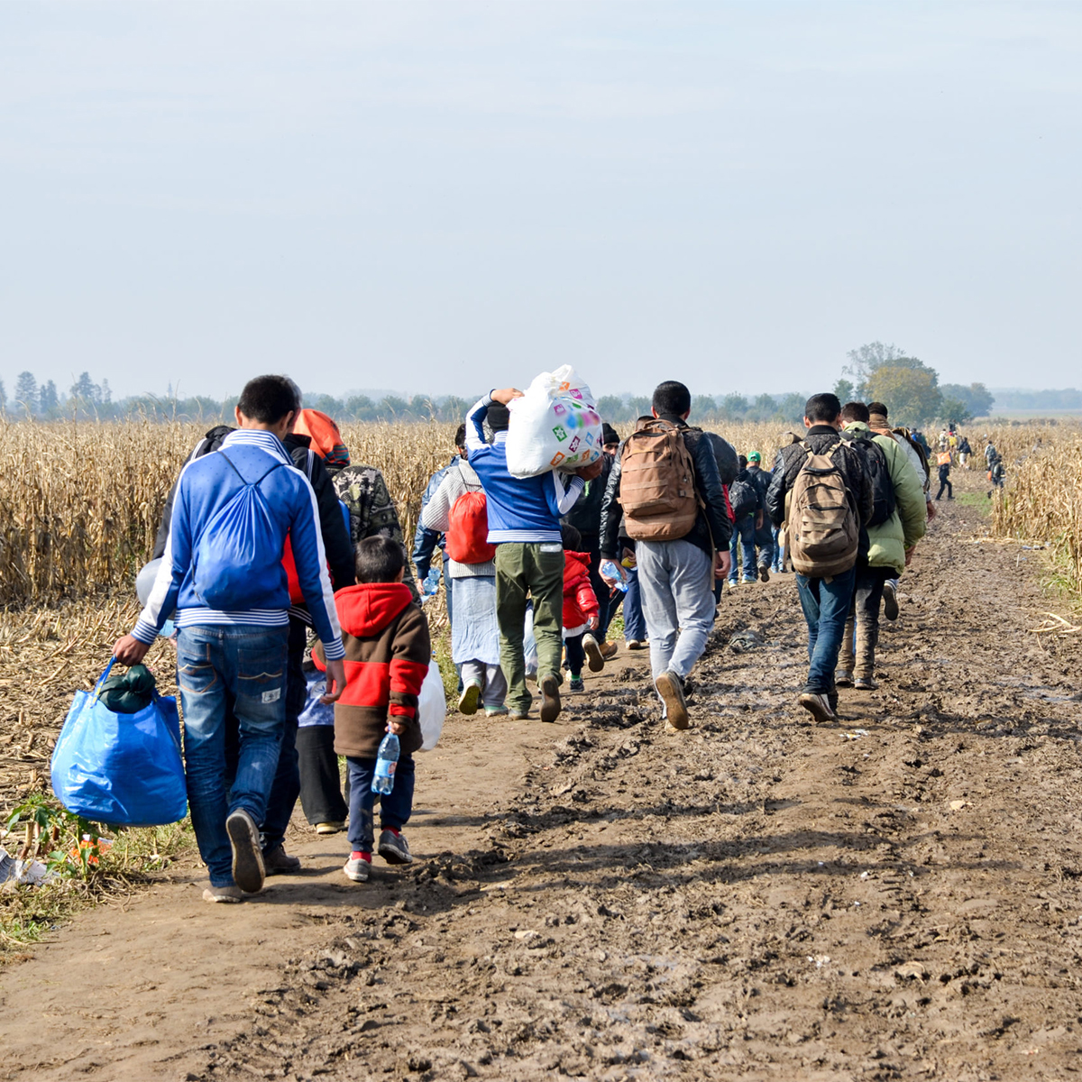 Refugees and migrants walking on fields. Group of refugees from